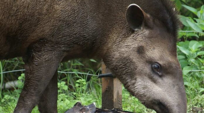 tapiro con il suo bambino allo zoo di Buenos Aires