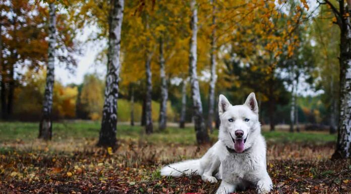 Cane husky siberiano bianco nella foresta autunnale