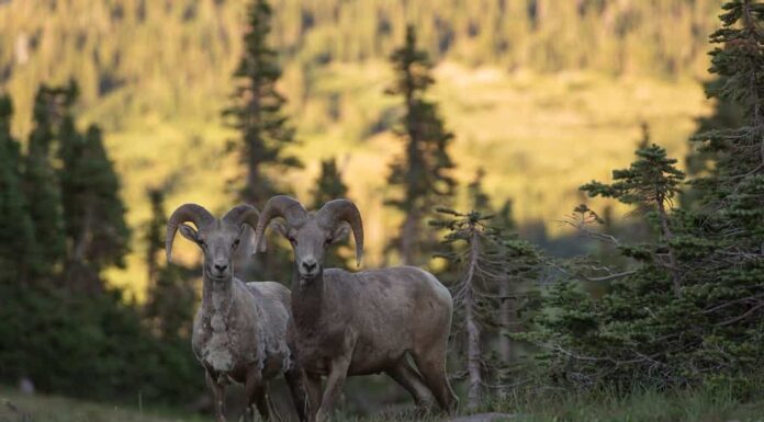 Una coppia di pecore dalle grandi corna delle Montagne Rocciose sta in un prato subalpino di fronte ad abeti nodosi mentre la luce della tarda sera colpisce il pendio sul lato opposto della valle.