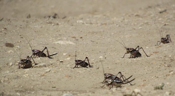 Sciame di grilli mormoni che attraversa una strada sterrata,