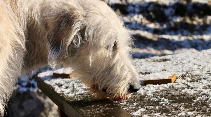 levriero irlandese che lecca il ghiaccio di un tavolo da picnic