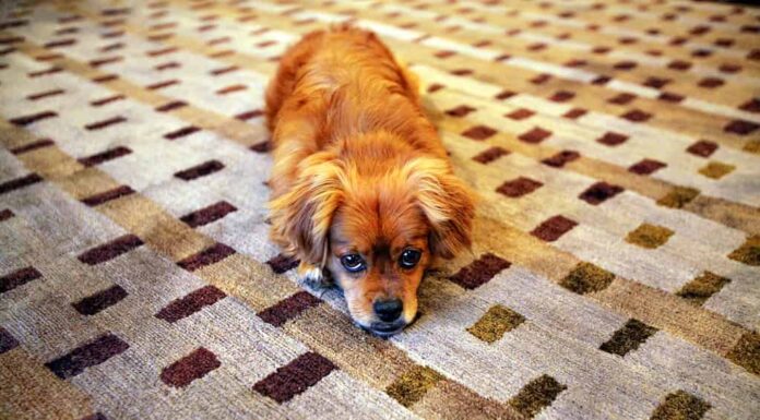 Cucciolo Sul Tappeto