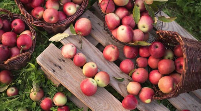 Mele rosse in cesti e scatole sull'erba verde nel frutteto autunnale.  Raccolta delle mele e raccolta delle mele in fattoria in autunno.