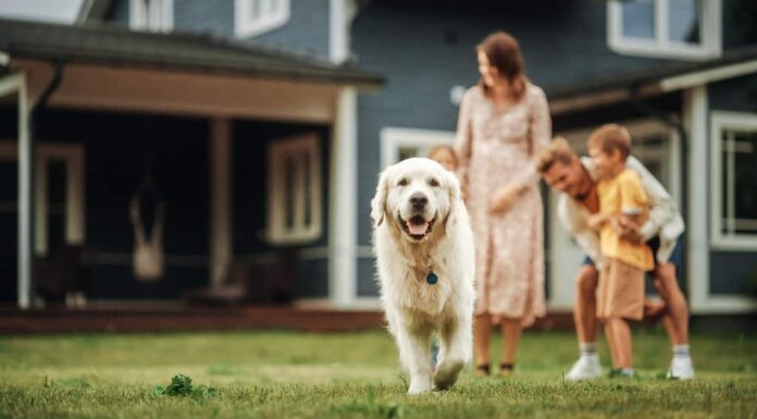Ritratto di una giovane coppia felice di famiglia con bambini e un Golden Retriever seduto su un'erba a casa.  Gente allegra che guarda l'obbiettivo e sorridente.  Concentrati su un cane che si allontana.