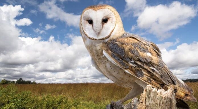 Un barbagianni appollaiato su un ceppo di albero morto in un prato