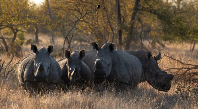 uno schianto di rinoceronti bianchi nella luce dorata