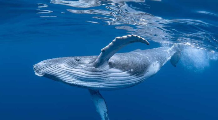 Un bambino megattera gioca vicino alla superficie in acqua blu