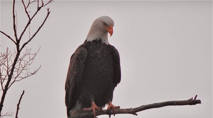 Aquila calva, area unica del Monte Loretto, Staten Island, New York