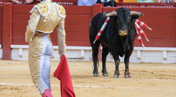Corrida in Spagna.  Torero spagnolo nell'arena della corrida