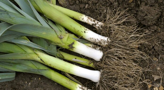 Porri appena sollevati in un orto.