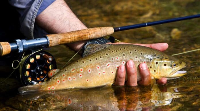 Pesca - Tenendo una trota fario
