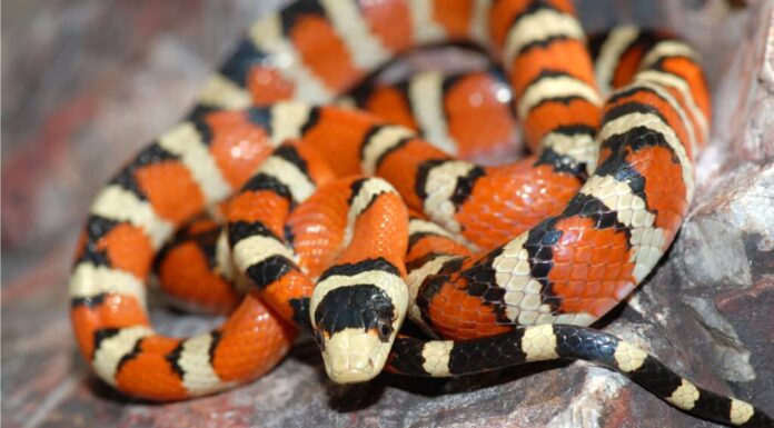 Re serpente della montagna dell'Arizona