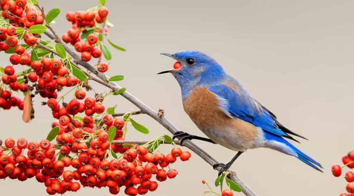 Svernamento maschio adulto Western Bluebird (Sialia mexicana) nella contea di Santa Barbara, California, Stati Uniti.