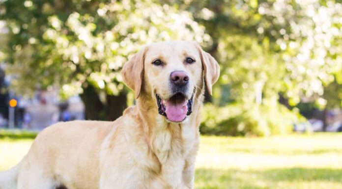 Cane labrador sorridente nel ritratto del parco cittadino.  Sorridere e alzare lo sguardo, distogliere lo sguardo