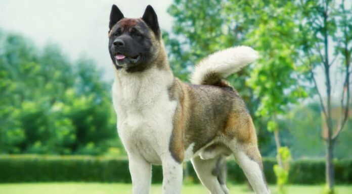 Akita americano nell'erba davanti all'albero