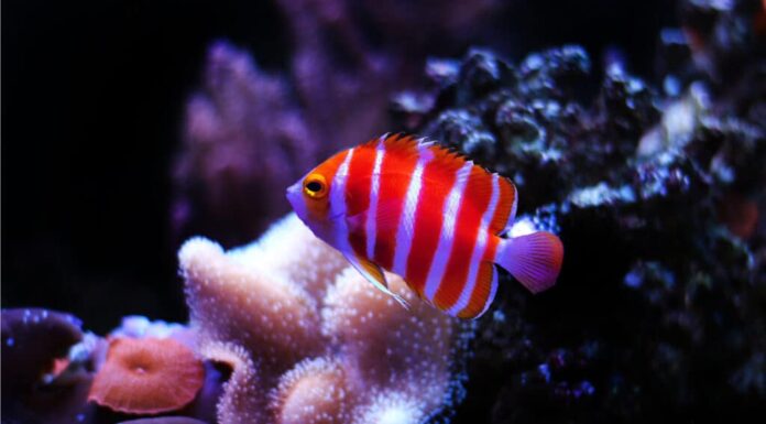 Il pesce angelo menta piperita si nasconderà dai predatori intorno alle grotte e alle barriere coralline vicino al fondo dell'oceano.