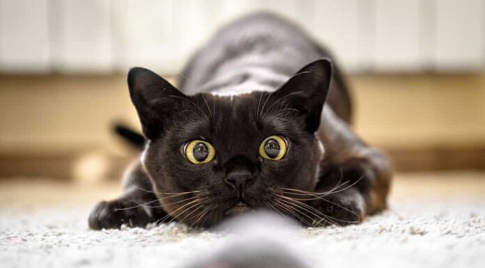 Gatto che caccia al topo a casa, faccia di gatto birmano prima dell'attacco da vicino