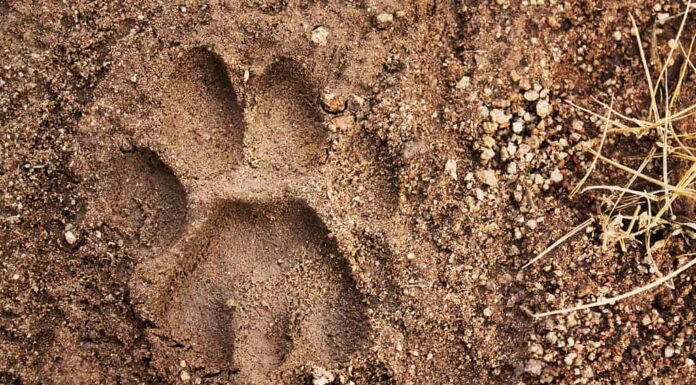 Tracce di leoni di montagna