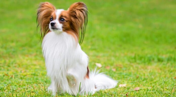 scatto regale di un Papillon nell'erba