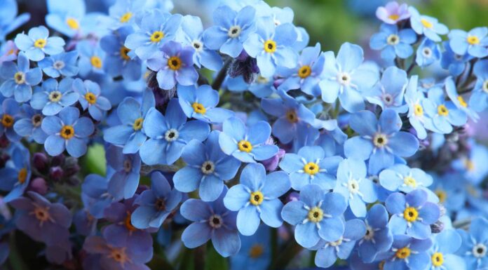 I nontiscordardime sono alcuni dei fiori blu più belli della primavera.
