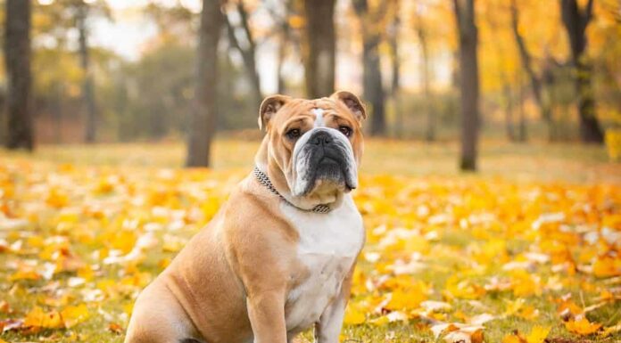 Adorabile bulldog inglese posa in autunno nel parco