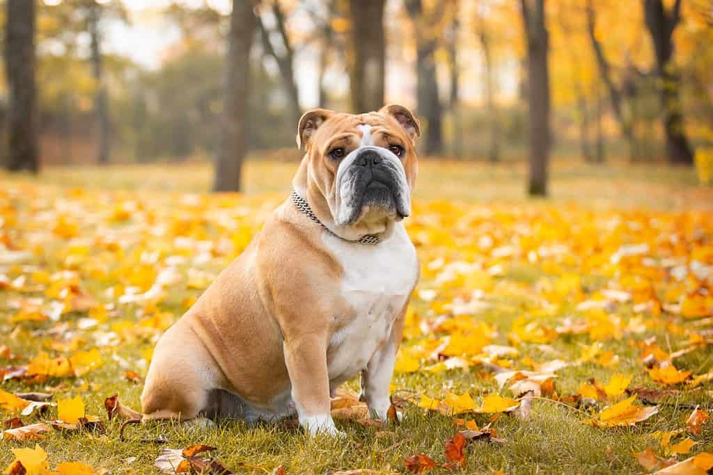 Adorabile bulldog inglese posa in autunno nel parco