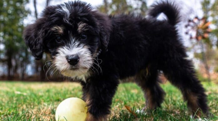 Cucciolo di Bernedoodle che gioca con una palla nell'erba