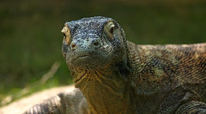 Drago di Komodo allo zoo di Memphis.