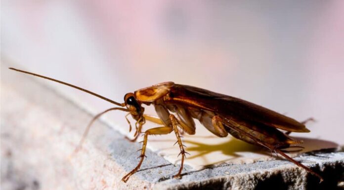 nebulizzatore per scarafaggi