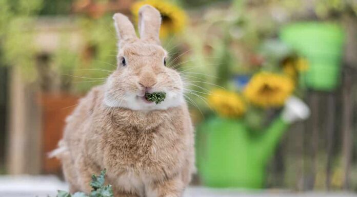 Rufus Rabbit mangia un rametto di prezzemolo sul ponte con i girasoli sullo sfondo