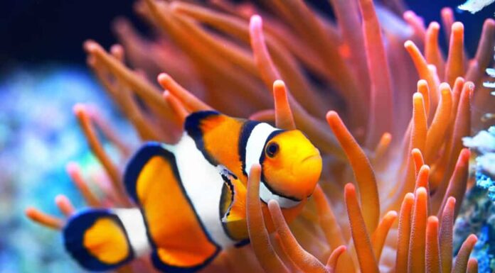 Pesce pagliaccio in un anemone di mare.