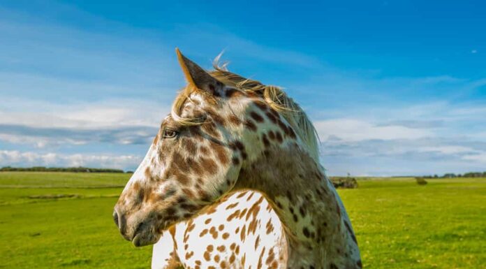 Cavallo Appaloosa Timido Della Macchina Fotografica
