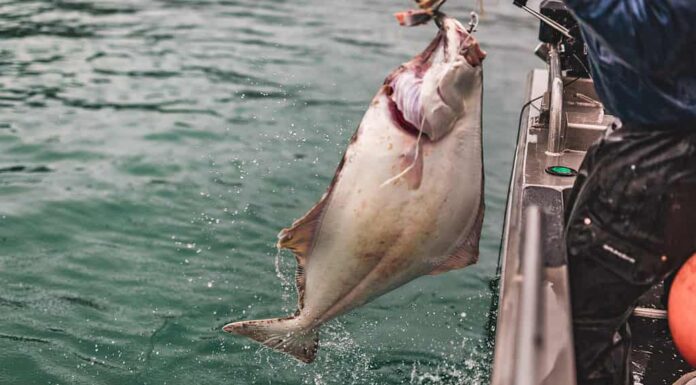 Halibut su una lenza