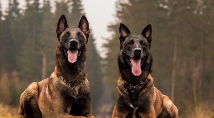 2 bellissimi Malinois belgi nella foresta