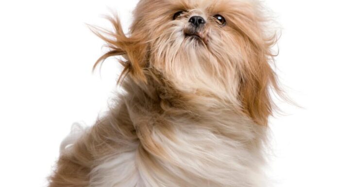 Shih Tzu con i capelli mossi dal vento