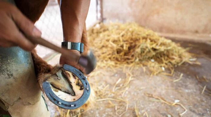 Ferro di cavallo, cavallo, zoccolo, animale, parte del corpo animale