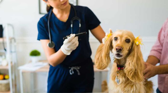 Cane carino al lettino della clinica veterinaria