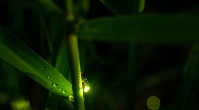 Esposizione macro alla luce della lucciola notturna