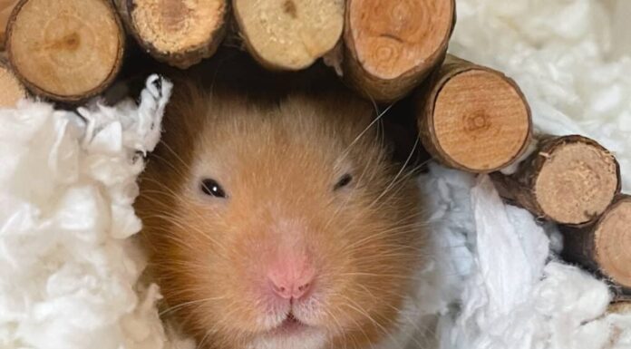  I criceti sanno nuotare?  8 precauzioni importanti da adottare
