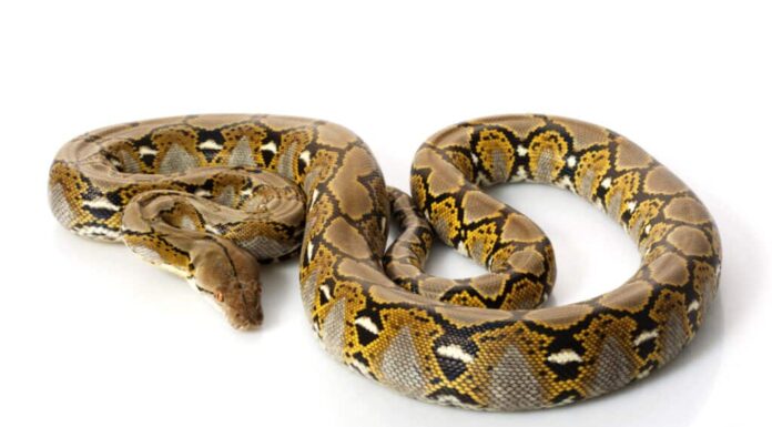 Pitone reticolato su sfondo bianco