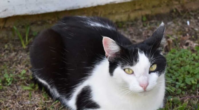Gatto bianco e nero seduto nell'erba guardando la telecamera, gatto con motivo di pelliccia a forma di cuore seduto