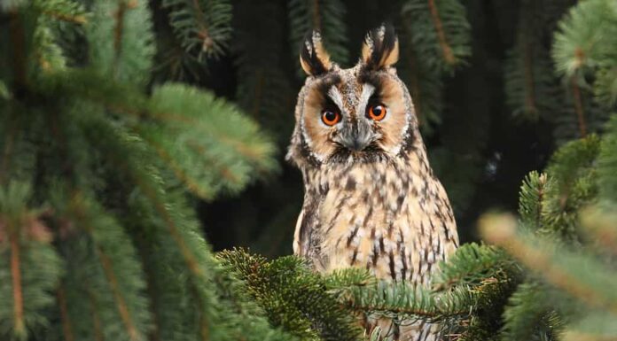 Gufo comune (Asio otus)