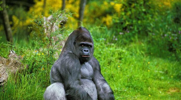Gorilla di pianura orientale