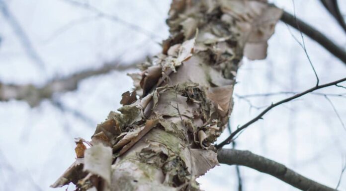 primo piano della betulla di carta