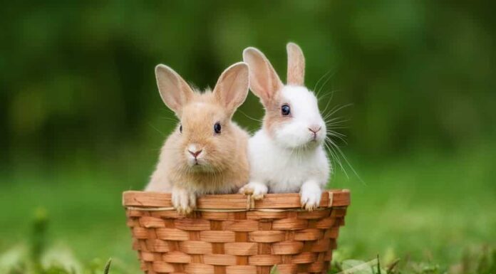 Due coniglietti seduti nel cestino in estate