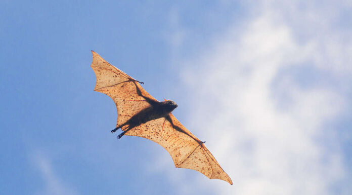 Un esempio di evoluzione convergente è lo sviluppo delle ali sia nei pipistrelli che negli uccelli.