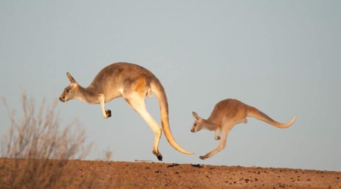  Quanto sono veloci i canguri?  Scopri velocità e agilità massime
