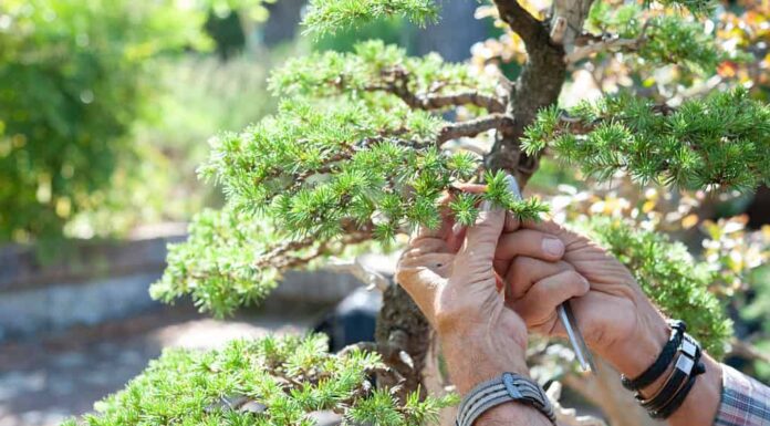 lavorando su un bonsai di cedro