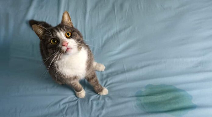 Come rimuovere l'odore di urina di gatto dal tappeto
