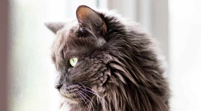 Gatto Nebelung grigio curioso e birichino